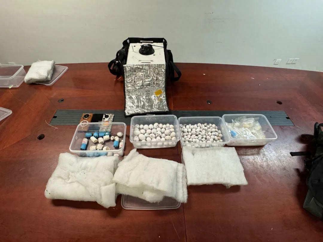 入境旅客把200多枚鸚鵡蛋沖進(jìn)下水道