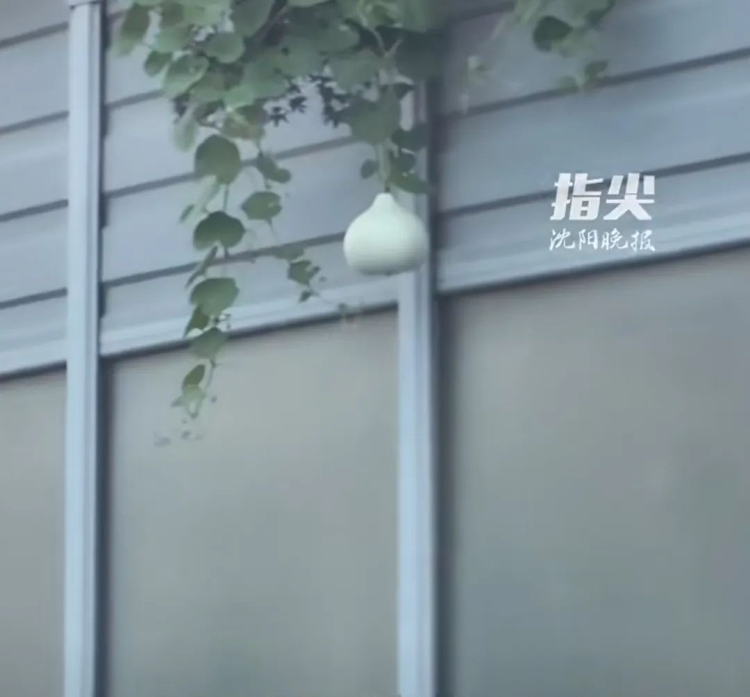 沈陽“高架網(wǎng)紅葫蘆”被摘